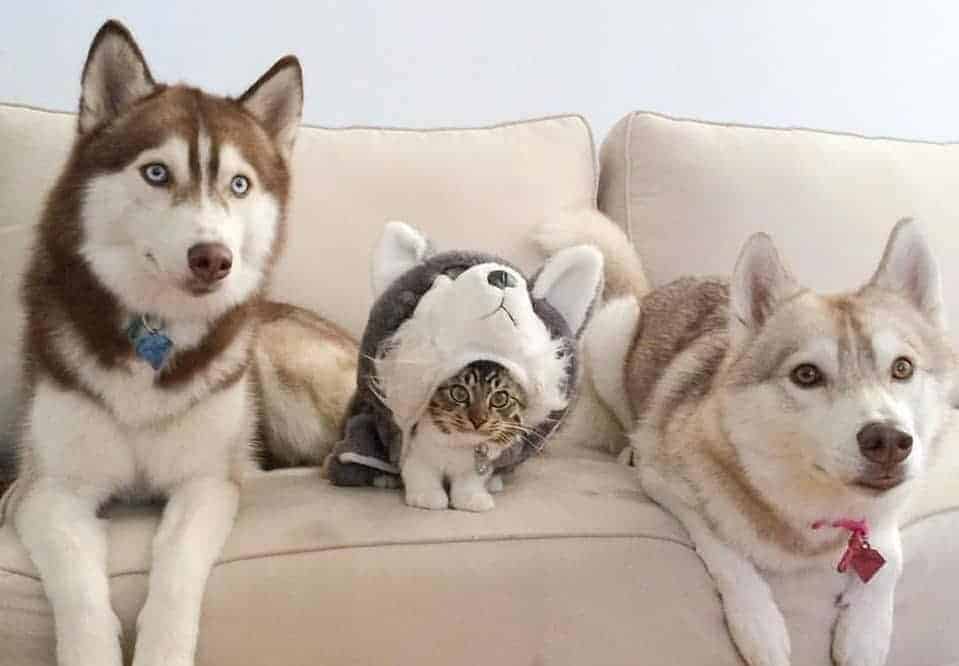 Huskies with kitten wearing a husky costume.