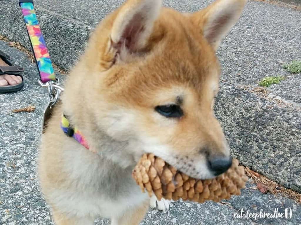 baby mika with pinecone